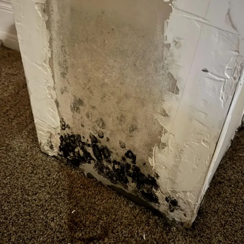 Professional Mold Removal in Warsaw, VA
